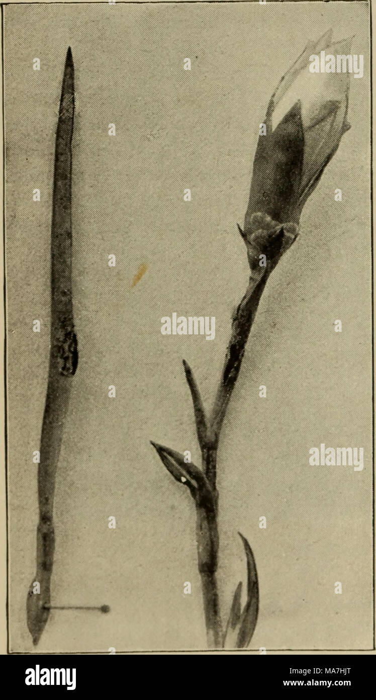 . Elementary botany Stock Photo - Alamy