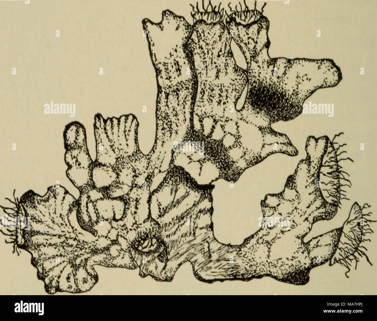 Lichen Rizoides . Elementary botany . Fig 417. Frond of lichen (peltigera), showing ...