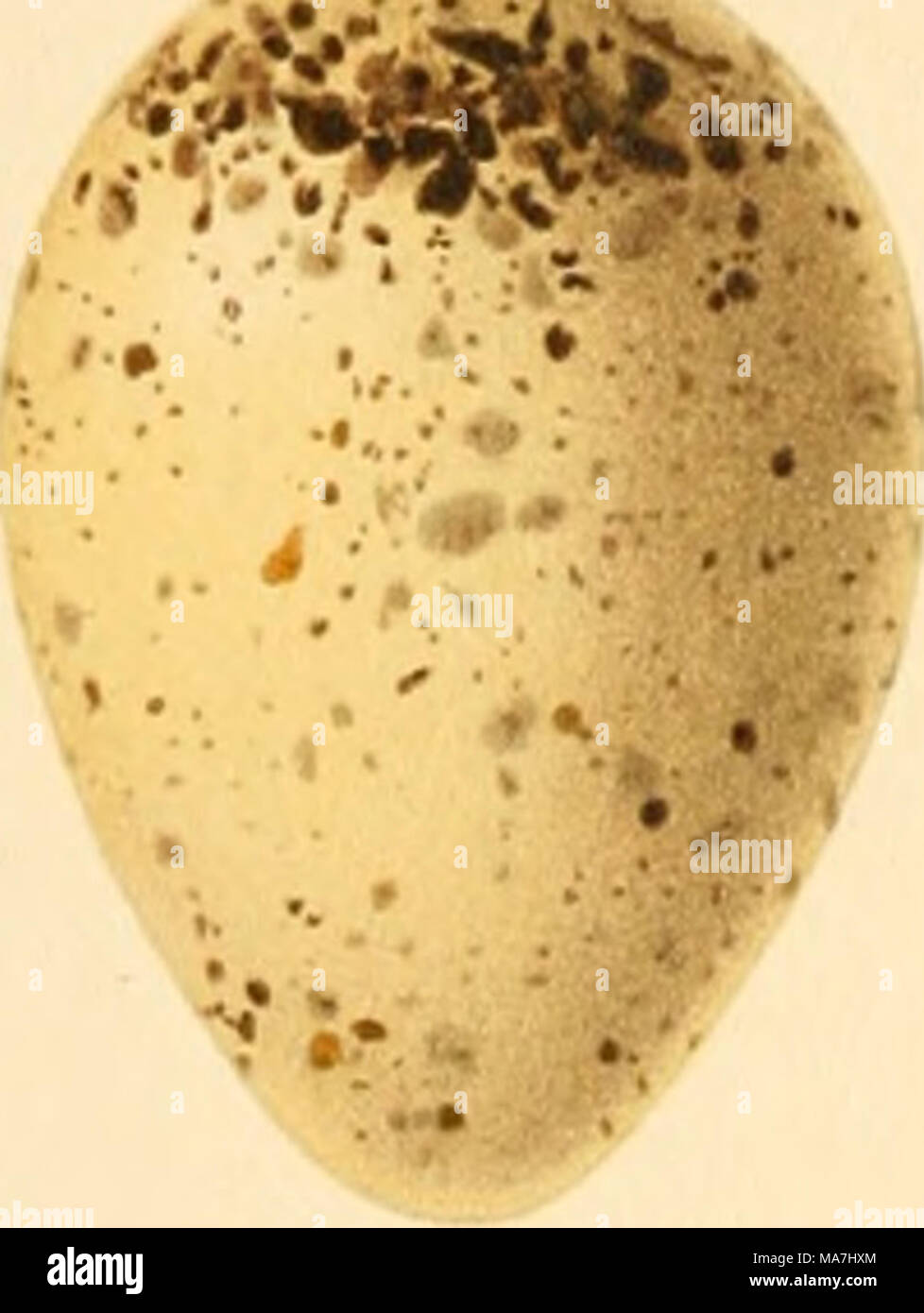 Eggs Of British Birds With An Account Of Their Breeding Habits Limicolae With 54 Coloured Plates V A A A A V F Poyn Aug Del Bartram S Sandpiper Bartramia Longicauda
