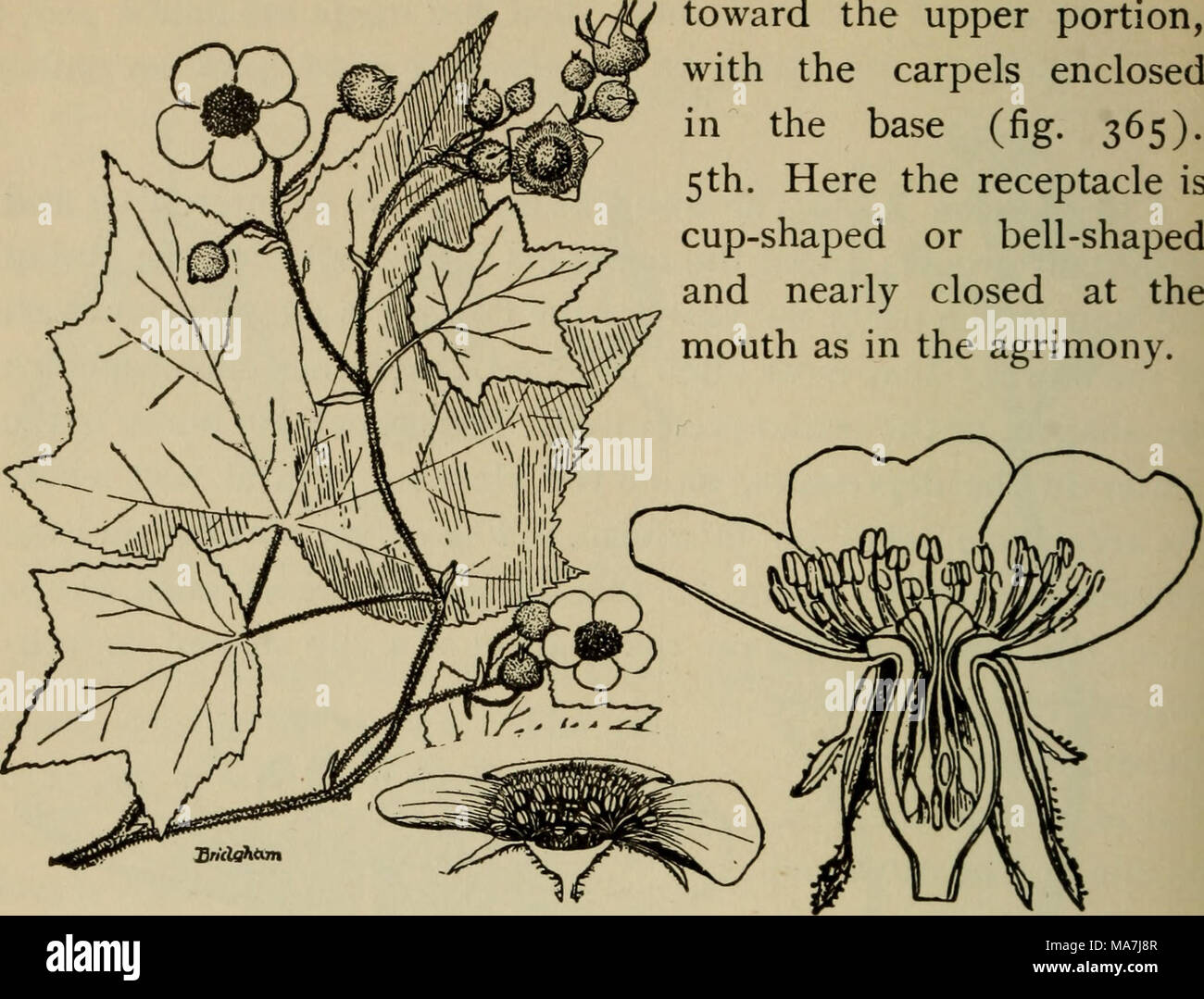 . Elementary botany . toward the upper portion, with the carpels enclosed in the base (fig. 365). 5 th. Here the receptacle is cup-shaped or bell-shaped and nearly closed at the mouth as in the agrimony. Fig. 364. Flowering raspberry (Rubus odoratus). Fig. 365- Perigynous flower of rosa, with contracted receptacle. (From Warming.) 532. Lesson XII. The almond or plum family (amygdala- ceae).—The members of this family are trees or shrubs. The common choke-cherry (fig. 366) will serve to represent one of the types. The flowers of this species are borne in racemes. The receptacle is cup-shaped. O Stock Photo