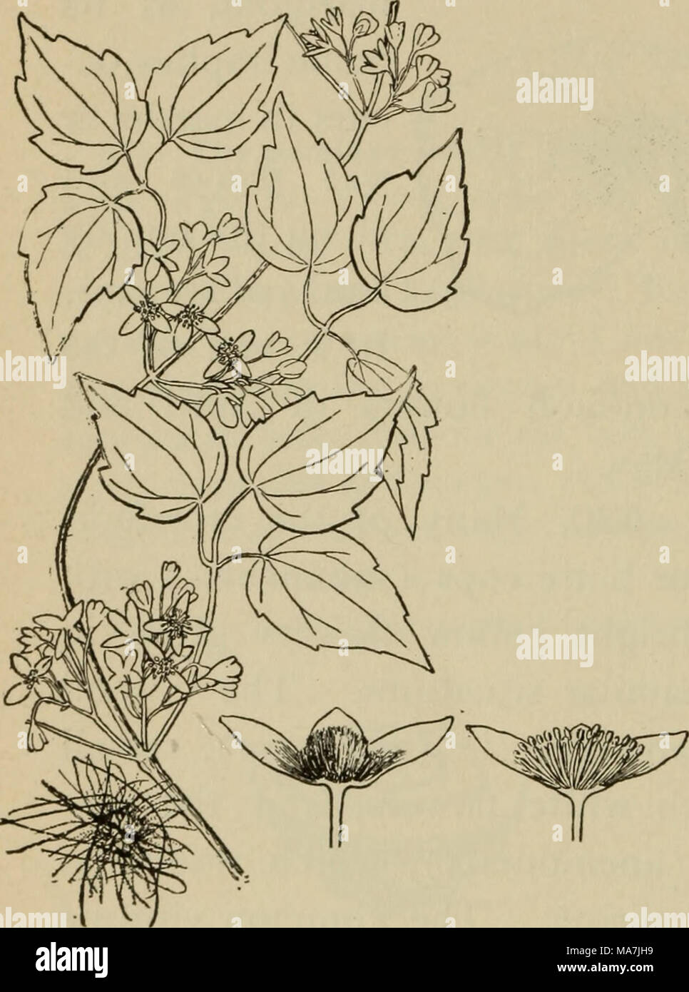 . Elementary botany Stock Photo - Alamy
