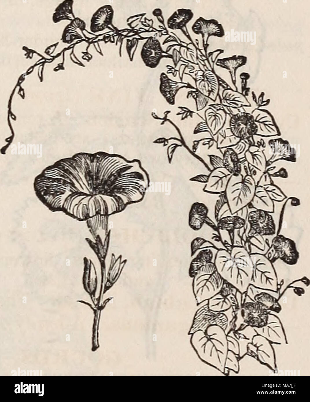. E. Fred Washburn's amateur cultivator's guide to the flower &amp; kitchen garden for 1880 . THUNBERGIA AI.ATA (see page 79), IPOM^A VOIitJBILIS (aiADAME AlfNE). NEW IPOM/EAS, WITH SELF-COLORED FOLIAGE. 820 Ipomgea Hederacea Alba Grandiflora Intus Rosea. Handsome white flower, with dark-rose throat 821 Alba Grandiflora Intus Rosea Semi-Plena. Of the same form and color as the foregoing; a serai-double one, which is seldom seen in this family 822 Atrocarminea Grandiflora Azurea Marginata. With brilliant car- mine flowers, edged with clear azure-blue NEW IPOM/EAS, WITH VARIEGATED FOLIAGE. &quot Stock Photo