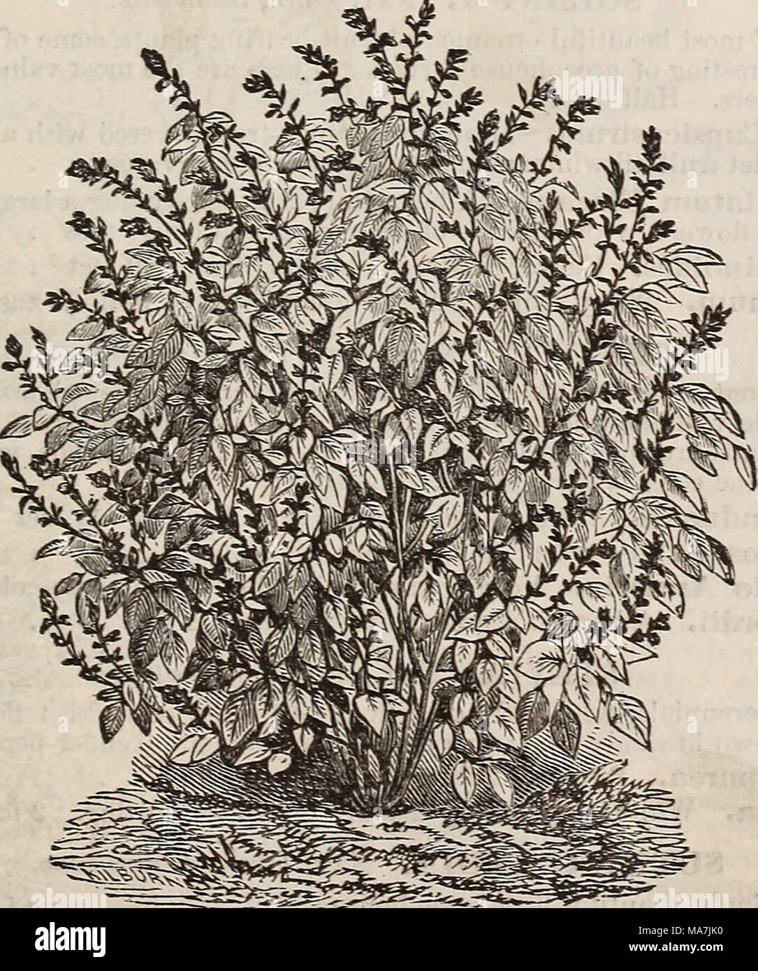 . E. Fred Washburn's amateur cultivator's guide to the flower &amp; kitchen garden for 1880 . SAI,VTA SPLEXDENS COOTACTA. SALVIA. Nat. Ord., Labiatce-. The following varieties are verv fine for the conservatory or autumn flowering; remarkable for'their spikes of rich-colored flowers. Half-hardy perennials. &quot;54 Salvia Amabilis. Lavender-blue; from South America. 2 feet . 755 —— Argentea. Fine large silvery foliage, of gi-eat substance; from Crete. 2 ft. Stock Photo