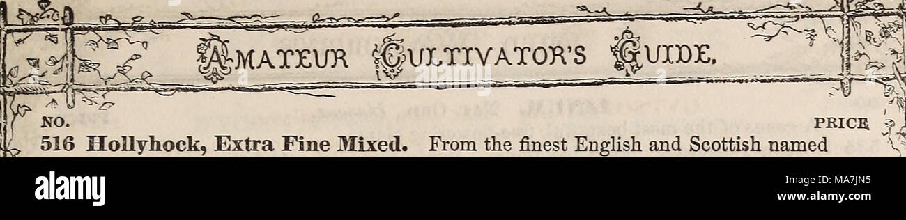 . E. Fred Washburn's amateur cultivator's guide to the flower &amp; kitchen garden for 1880 . 1 516 HoUyhock, Extra Fine Mixed sorts .... PRICIi From the finest English and Scottish named 2fi 5.T^ —— Splendid Collections. See page of assortments. IBERIS. Nat. Oed., Cruciferce. Profdse-blooming, pretty little plants, especially adapted for rockeries, old stumps, or rustic baskets. They come into flower amongst our earliest spring plants, and for a long time continue a mass of beauty. Hardy perennials. 518 Ibeiis Candidissima. New; beautiful; pure white. ^ foot 05 519 520 521 522 Semperflorens. Stock Photo