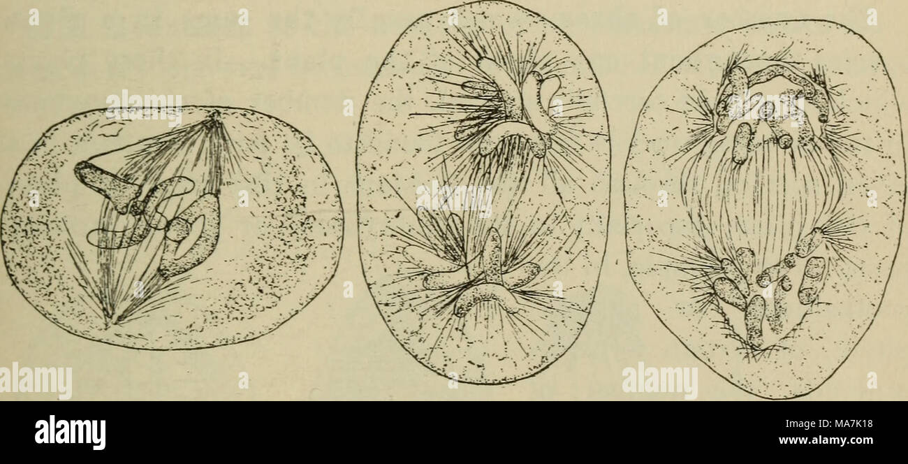 . Elementary botany . Fig. 318. Karyokinesis in pollen mother cells of podophyllum. At the left the spindle with the chromosomes separating at the nuclear plate ; in the middle figure the chromosomes have reached the poles of the spindle, and at the right the chromosomes are forming the daughter nuclei. (After Mottier.) The pairs of chromosomes arrange themselves in a median plane of the nucleus, radiating somewhat in a stellate fashion, forming the nuclear plate, or monaster. At the same time threads of the protoplasm (kinoplasm) become arranged in the form of a spindle, the axis of which is  Stock Photo