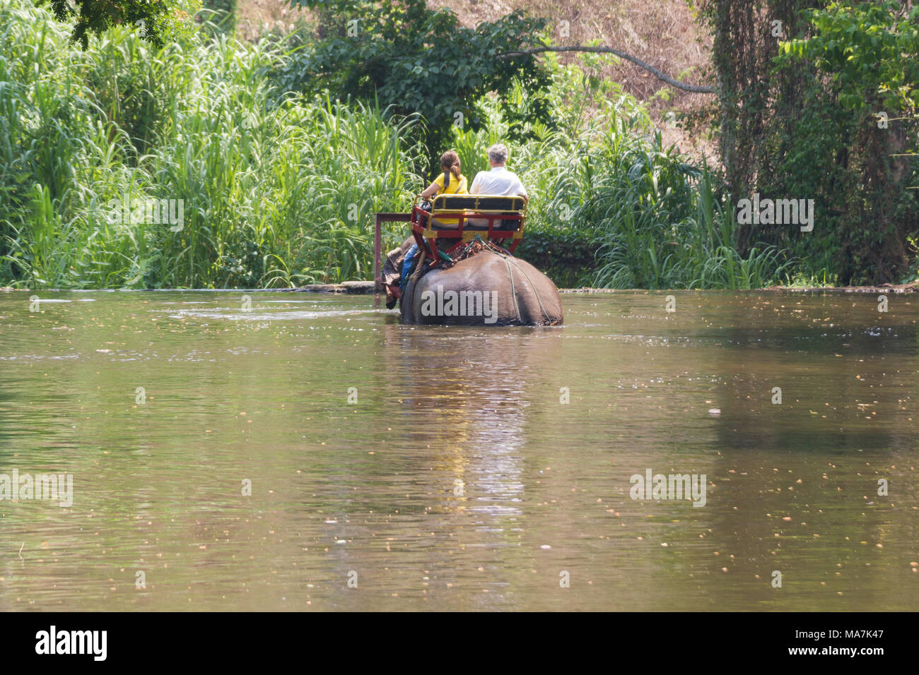 Lampang Thailand  April 15, 2016 : Tourism riding elephant walking in the river at The Thai Elephant Conservation Center Stock Photo