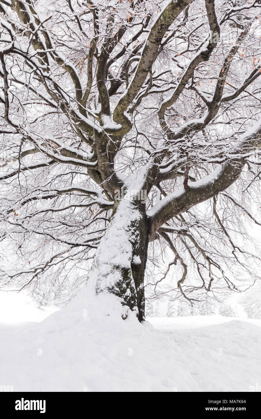 Snowfall tree hi-res stock photography and images - Alamy