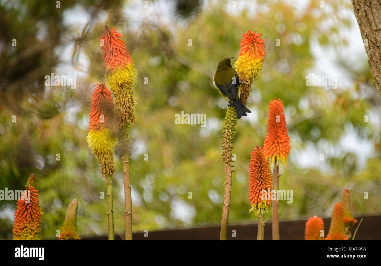 Colorful savanna (Kniphofia caulescens) in the Dunedin Botanic Gardens, Otago, New Zealand Stock Photo