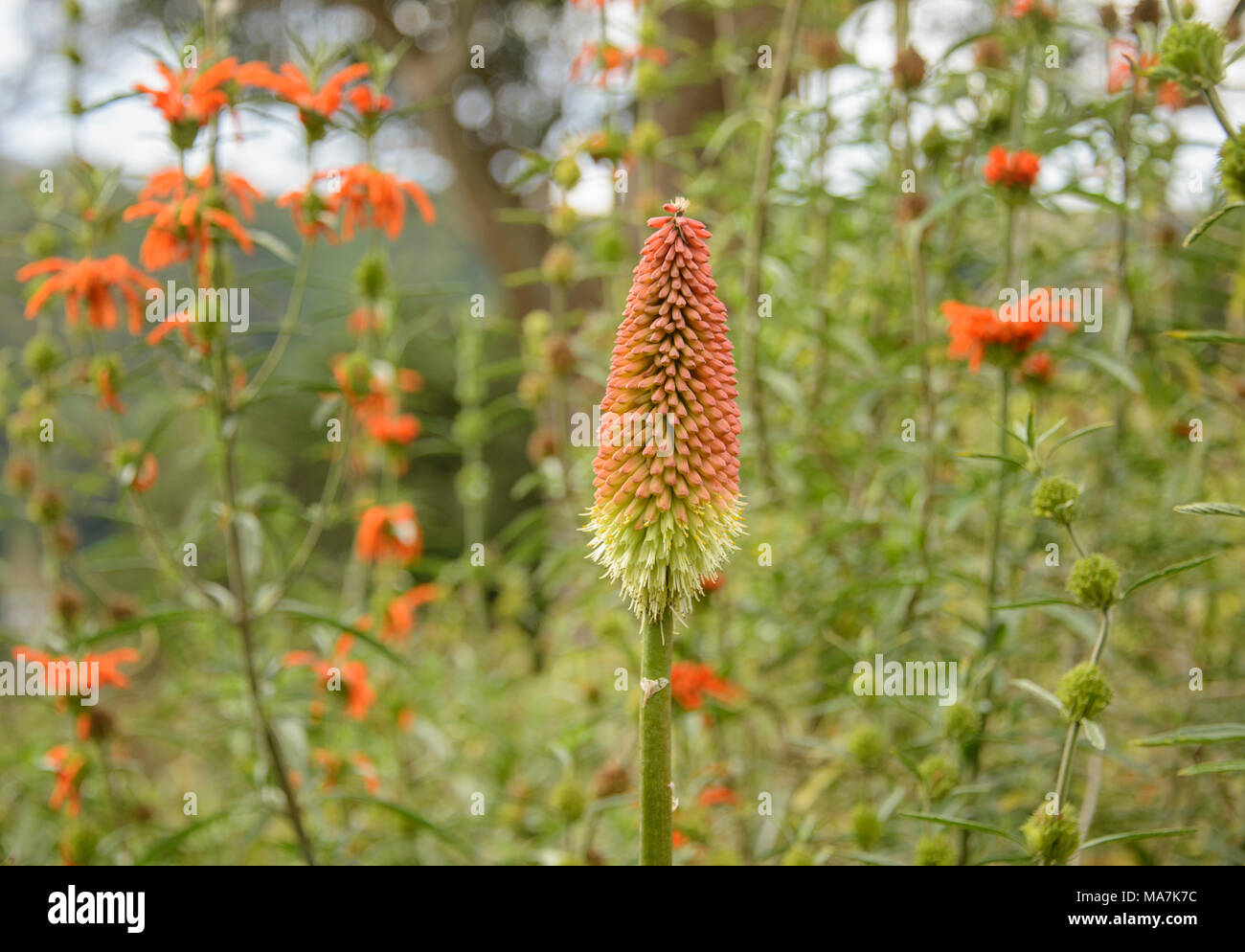 Colorful savanna (Kniphofia caulescens) in the Dunedin Botanic Gardens, Otago, New Zealand Stock Photo