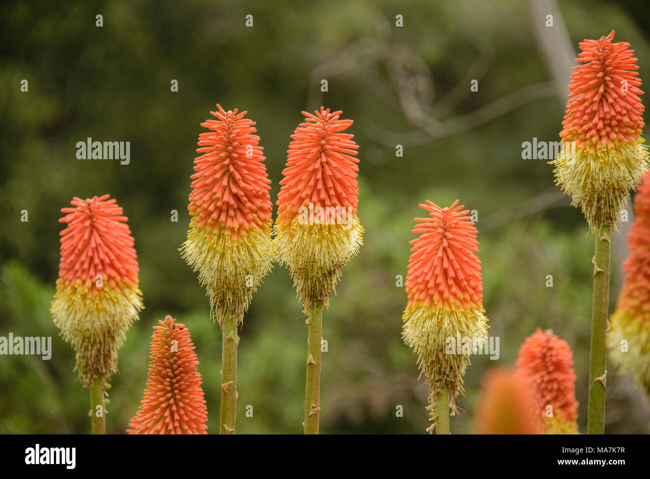 Colorful savanna (Kniphofia caulescens) in the Dunedin Botanic Gardens, Otago, New Zealand Stock Photo