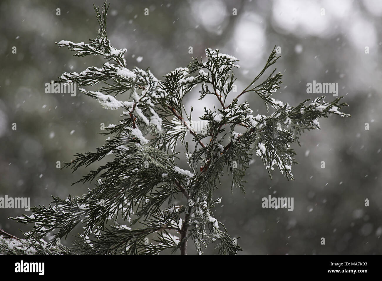 Yosemite National Park in Winter Stock Photo - Alamy