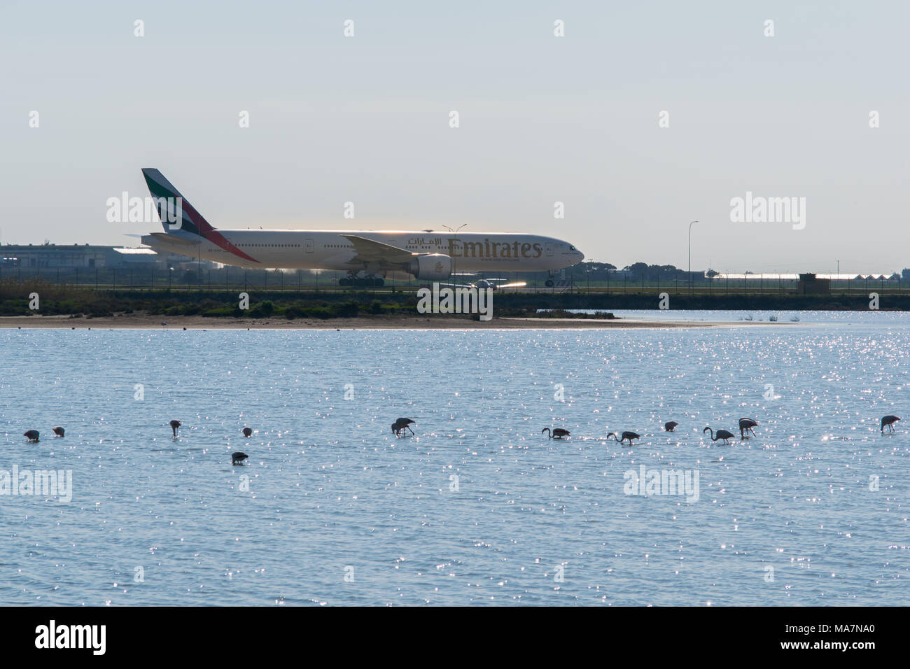 plane in the Larnaca International Airport and salt lake with some flamingos in winter Stock Photo