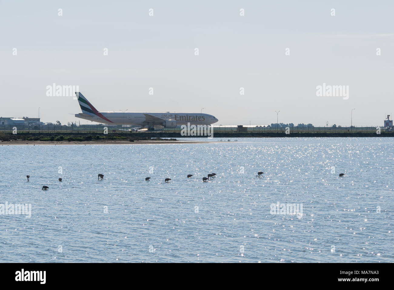plane in the Larnaca International Airport and lake with some flamingos in winter Stock Photo
