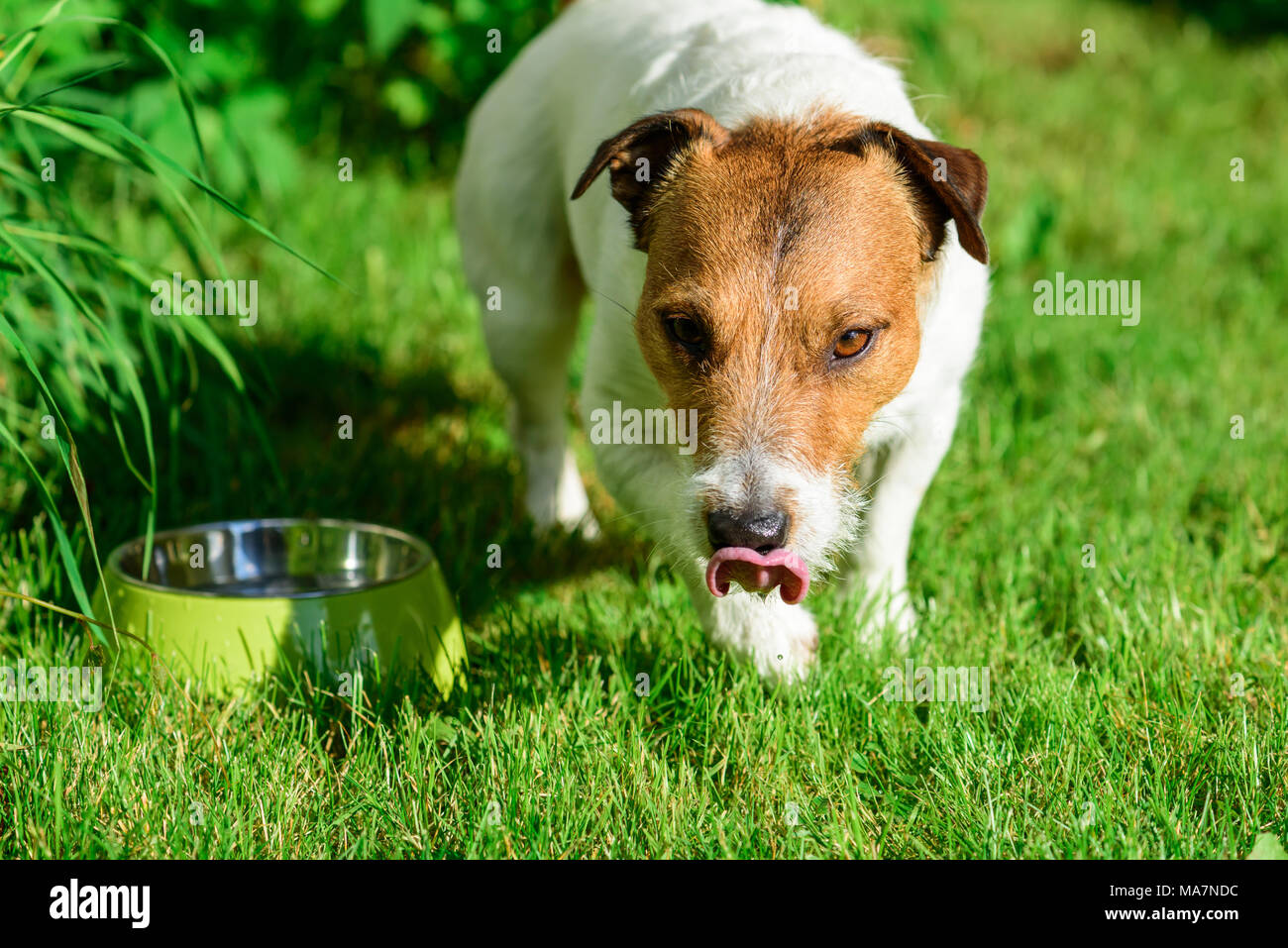 Dog licking nose after drinking water from bowl looking at camera Stock