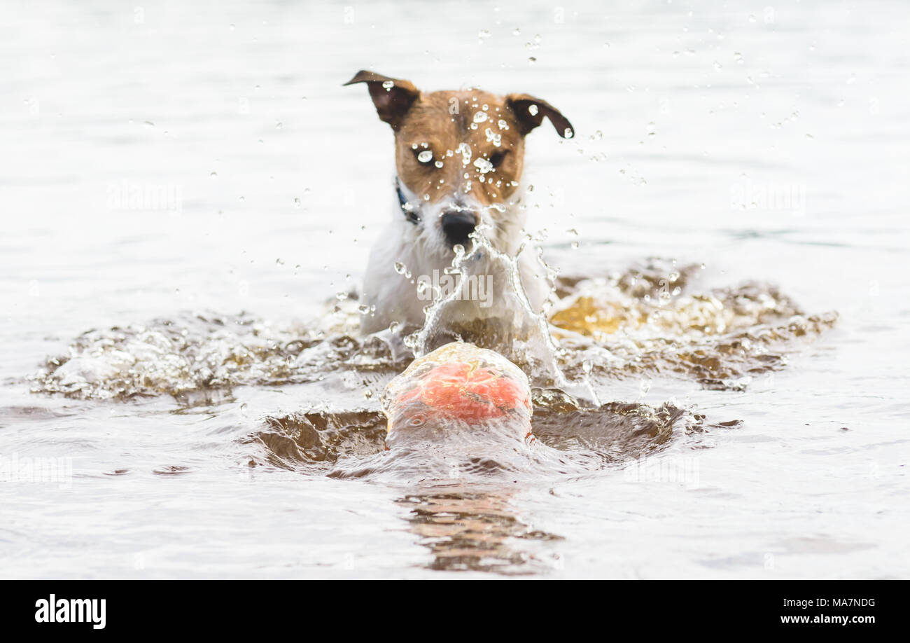Dog's toy ball inside water bubble diving in water with splashes Stock Photo