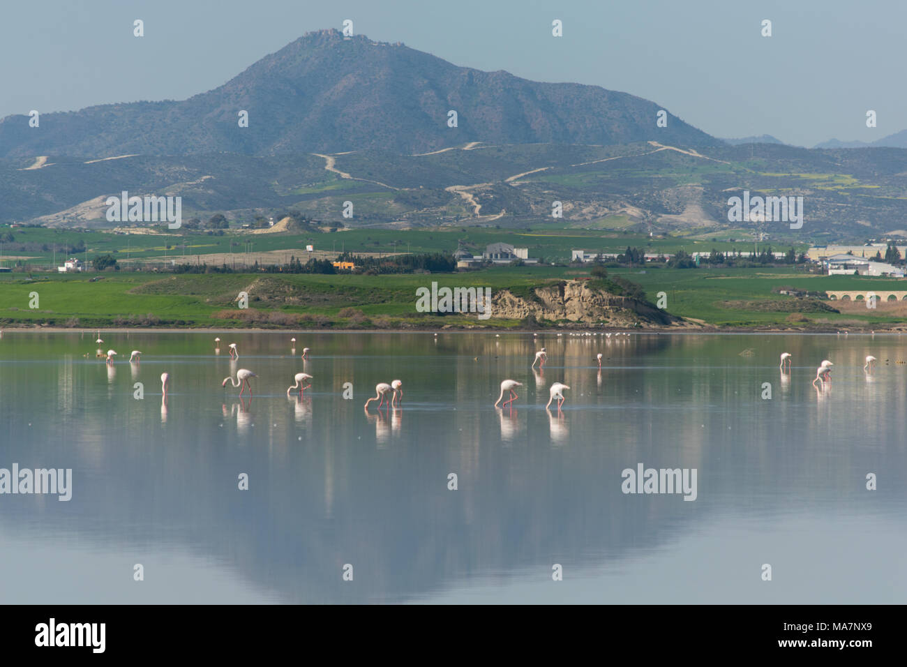 Salt lake of Larnaca and flamingos reflection Stock Photo - Alamy