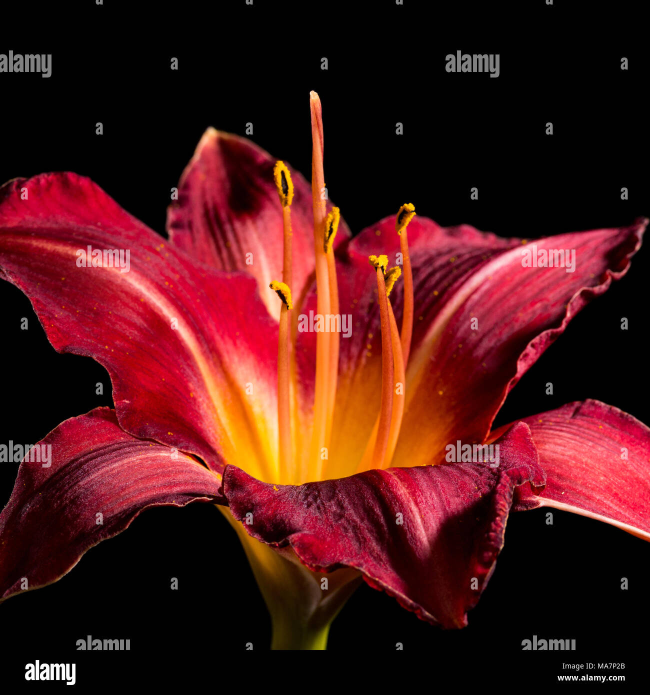 A macro shot of a red daylily isolated against a black background. Stock Photo