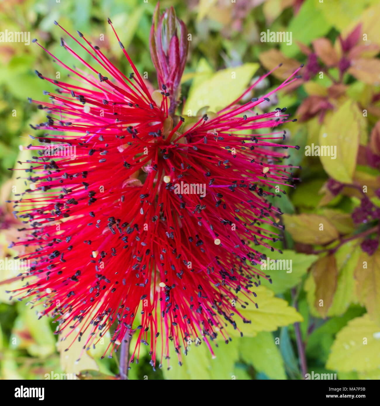 Bottle brush tree hires stock photography and images Alamy