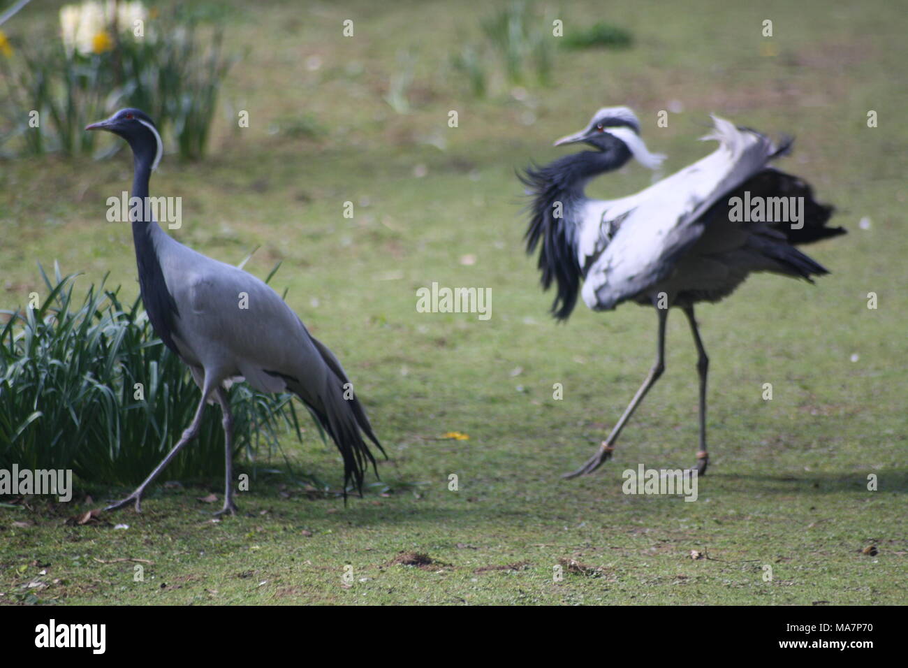 A pair of Demoiselle cranes walking in some gardens. Stock Photo