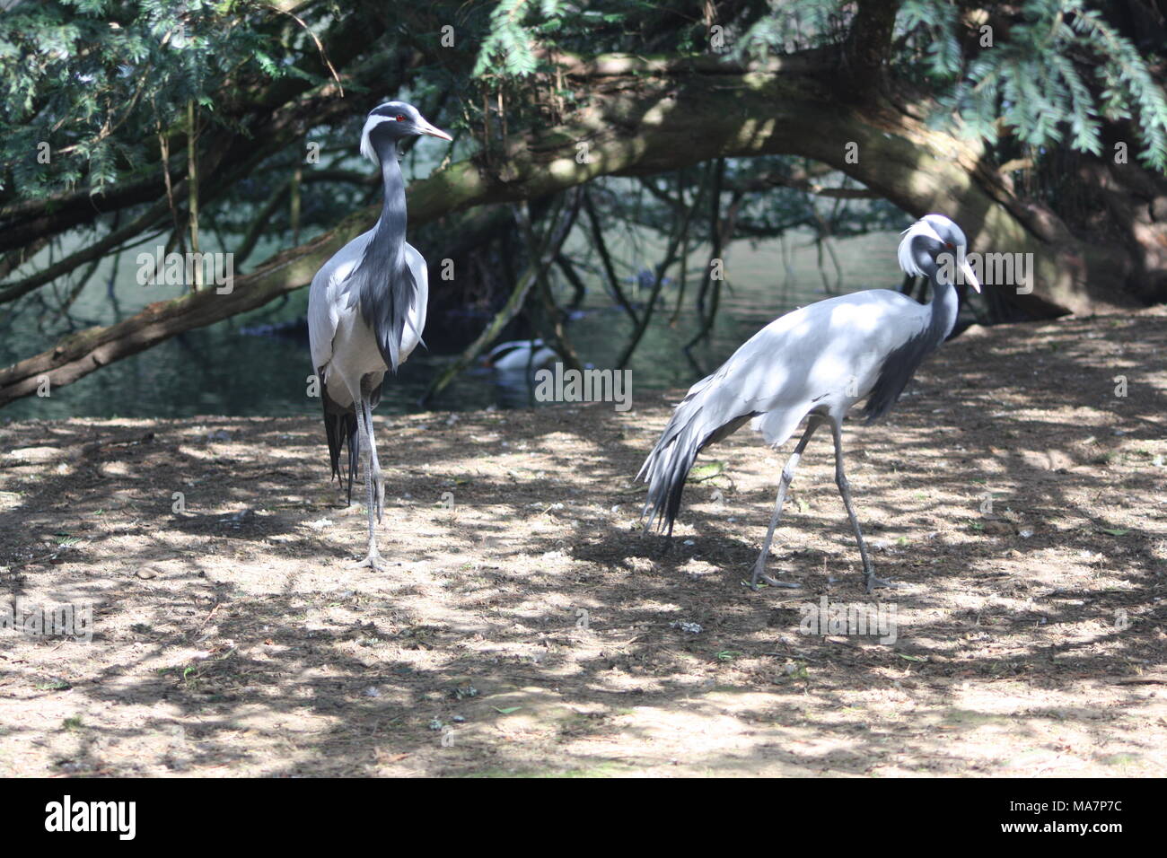A pair of Demoiselle cranes walking in some gardens. Stock Photo