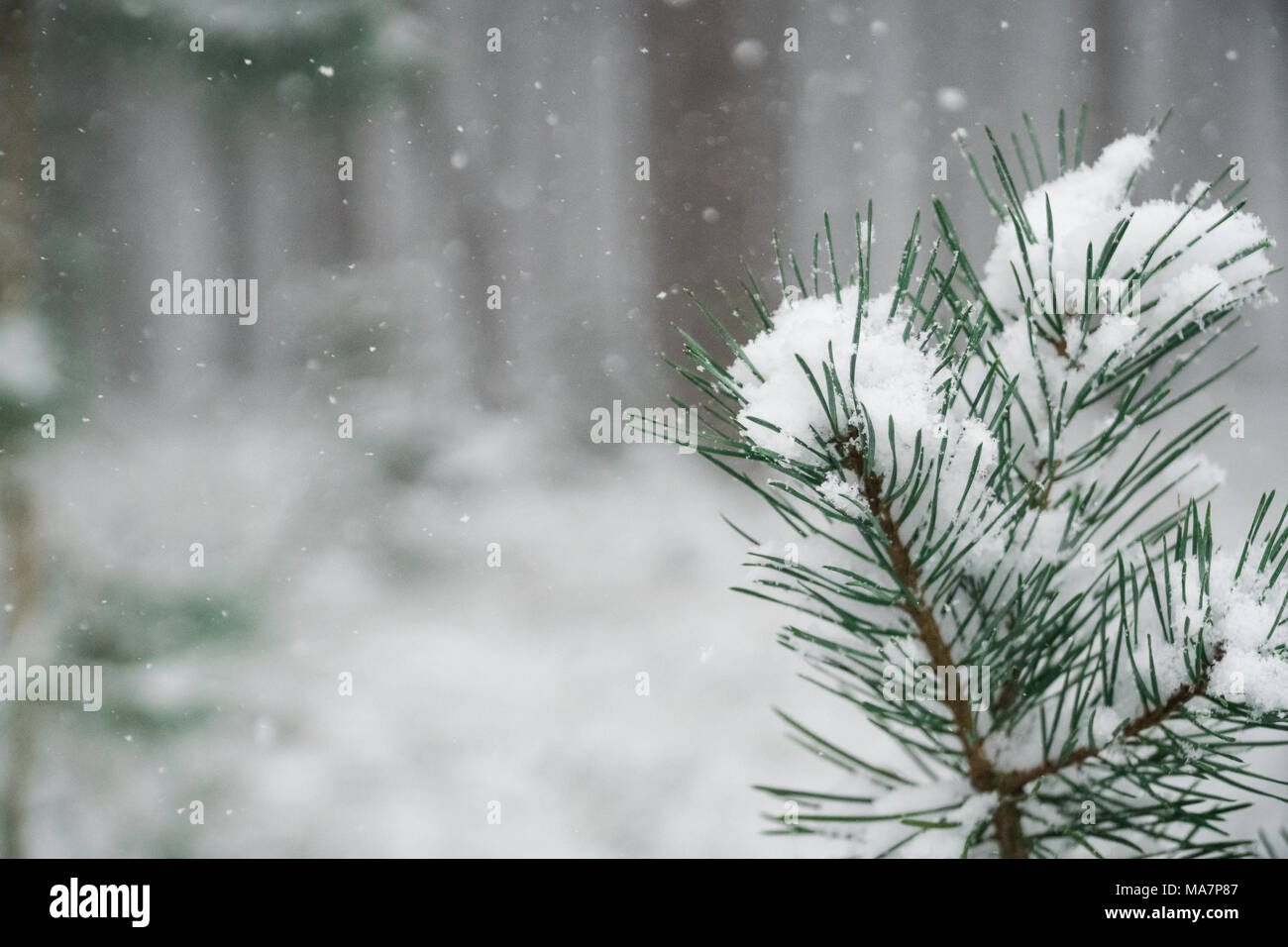Close up of snow on a pine tree in mid winter in England Stock Photo ...