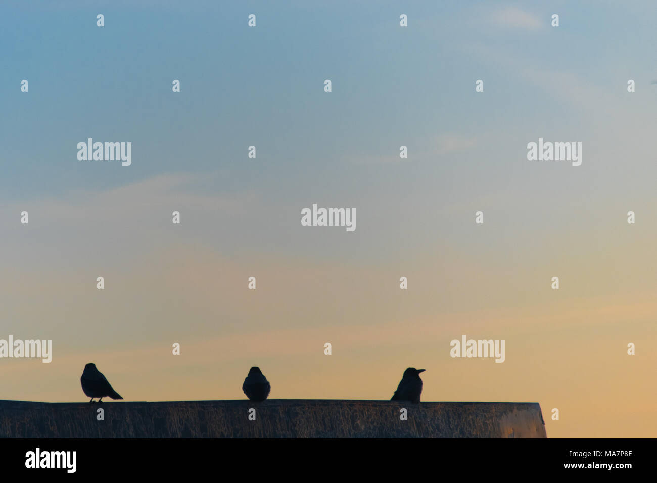 group of birds resting on roof in the morning sunrise Stock Photo - Alamy