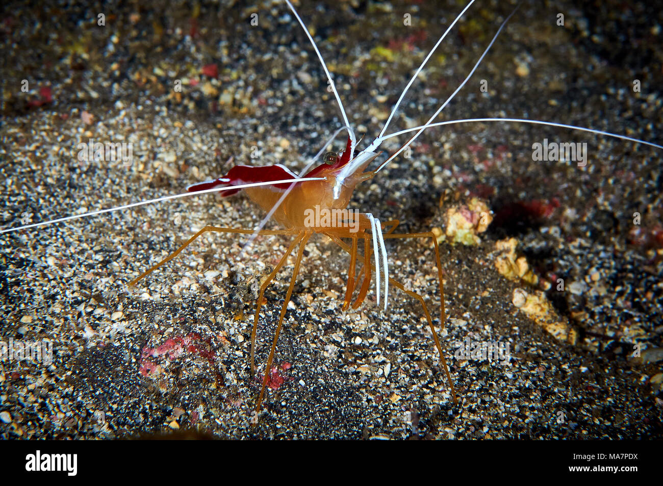 Cleaner shrimp (Lysmata grabhami) in Mar de las Calmas Marine Reserve (El Hierro, Canary Islands, Spain) Stock Photo