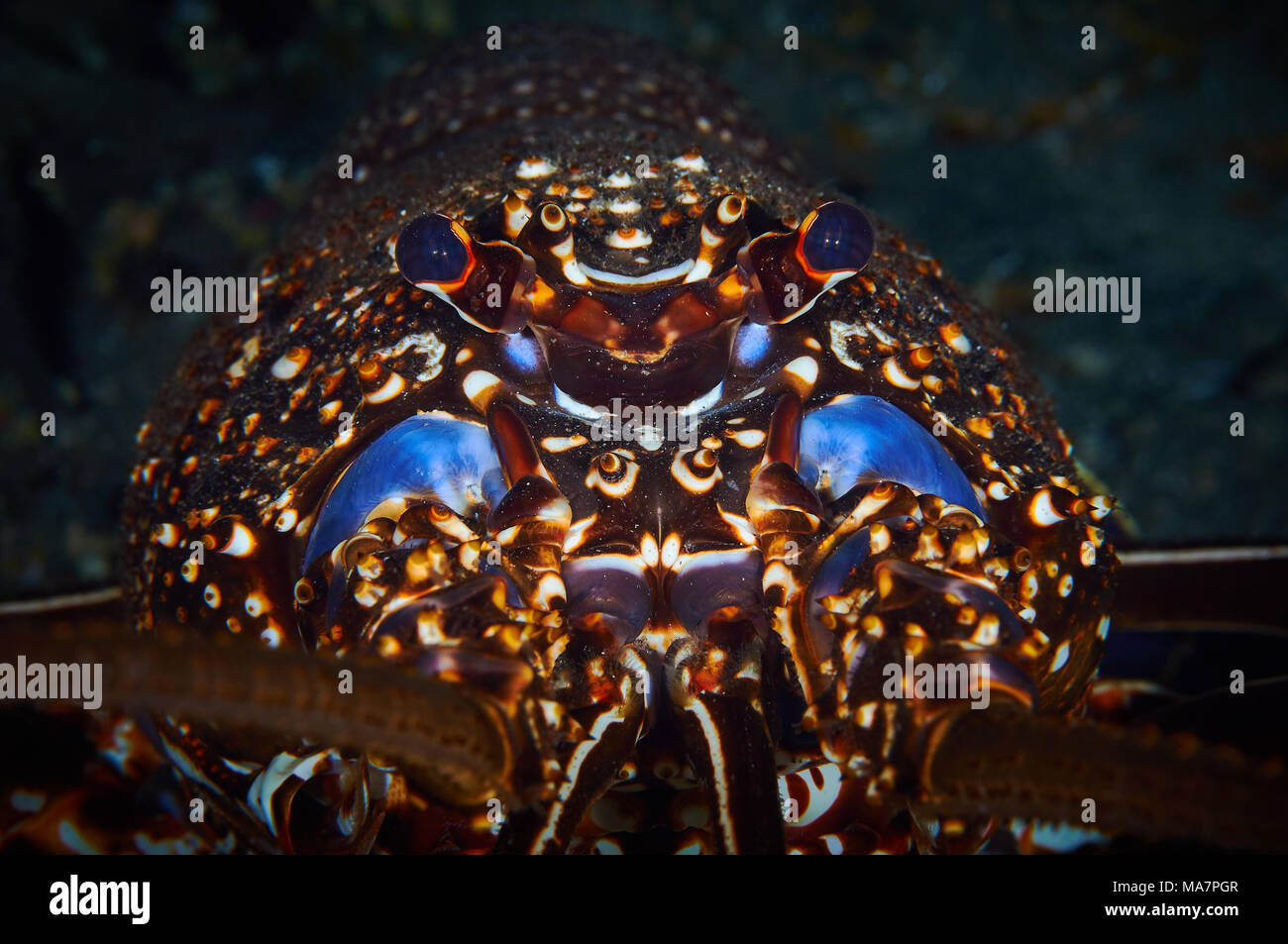 Brown spiny lobster (Panulirus echinatus) portrait in Mar de las Calmas Marine Reserve (El Hierro, Canary Islands, Spain) Stock Photo