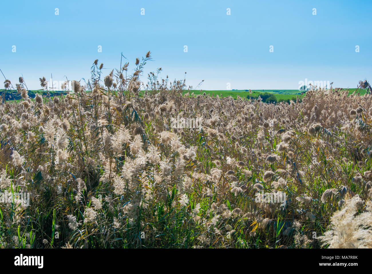 high reeds and sunny sky Stock Photo - Alamy
