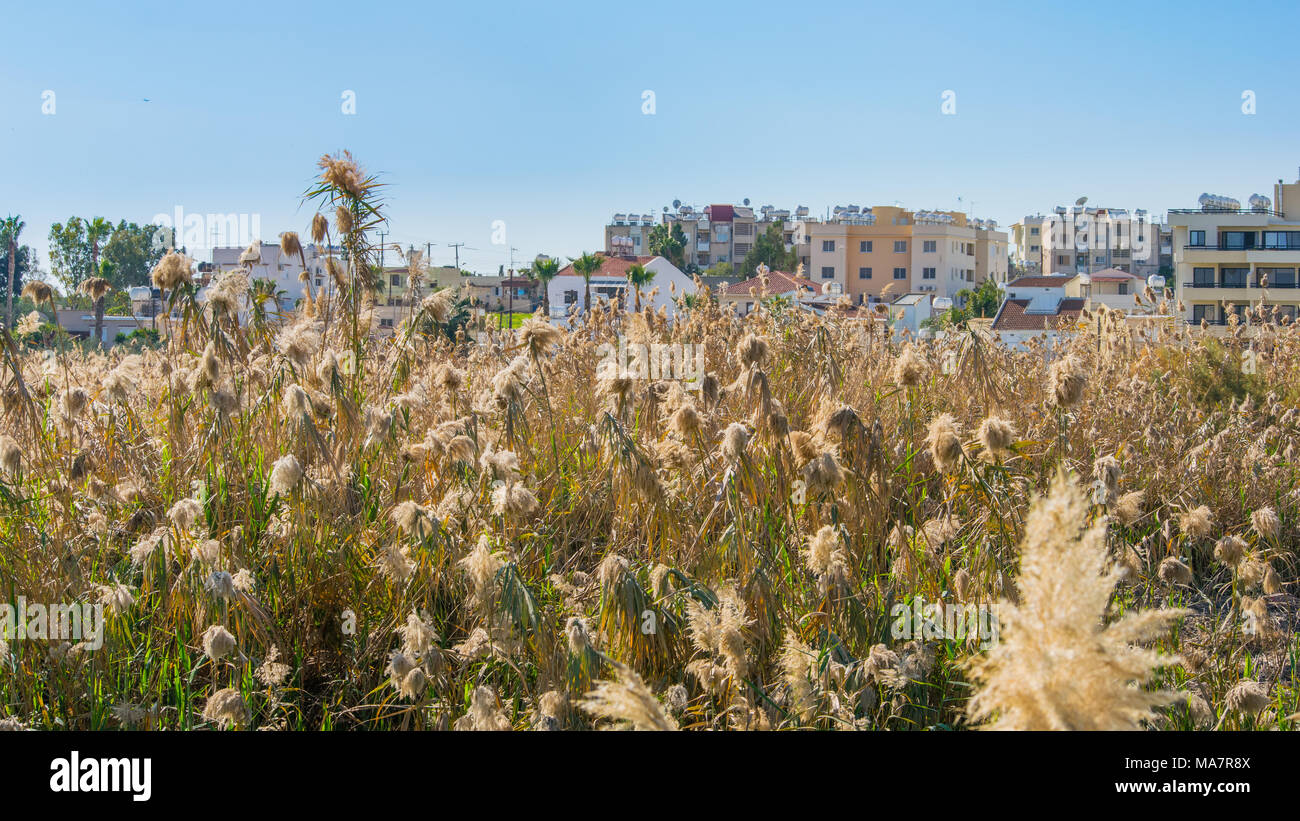 high reeds and sunny sky Stock Photo - Alamy