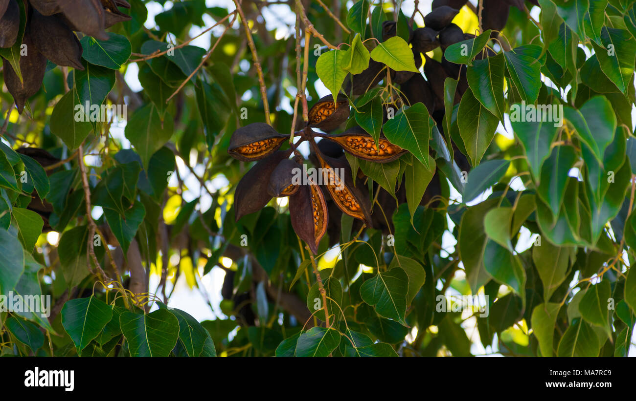 Kurrajong Tree (Brachychiton Populneus) Growing Guide