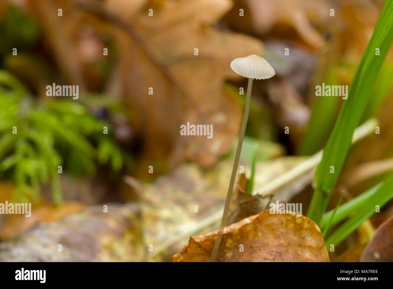 Snapping Bonnet (Mycena vitilis) fungi on a woodland floor amongst fallen oak leaves. Stock Photo