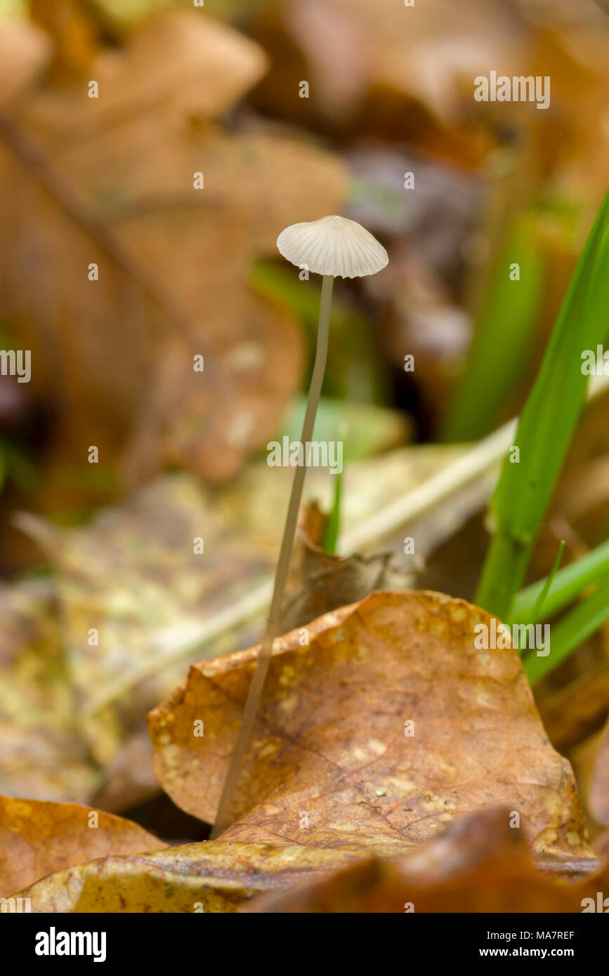 Snapping Bonnet (Mycena vitilis) fungi on a woodland floor amongst fallen oak leaves. Stock Photo
