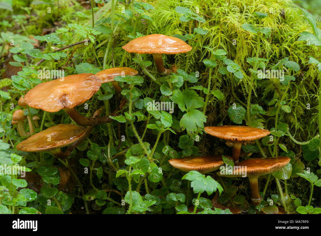 Mature Sheathed Woodtuft mushrooms (Kuehneromyces mutabilis, also known as Pholiota mutabilis) growing on a rotting tree in Dartmoor National Park, England. Stock Photo