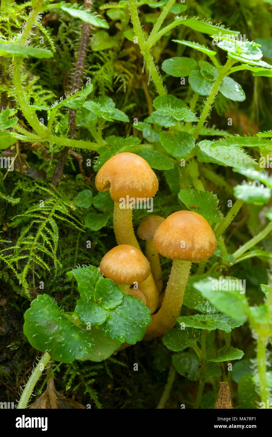 Immature Sheathed Woodtuft mushrooms (Kuehneromyces mutabilis, also known as Pholiota mutabilis) growing on a rotting tree in Dartmoor National Park, England. Stock Photo