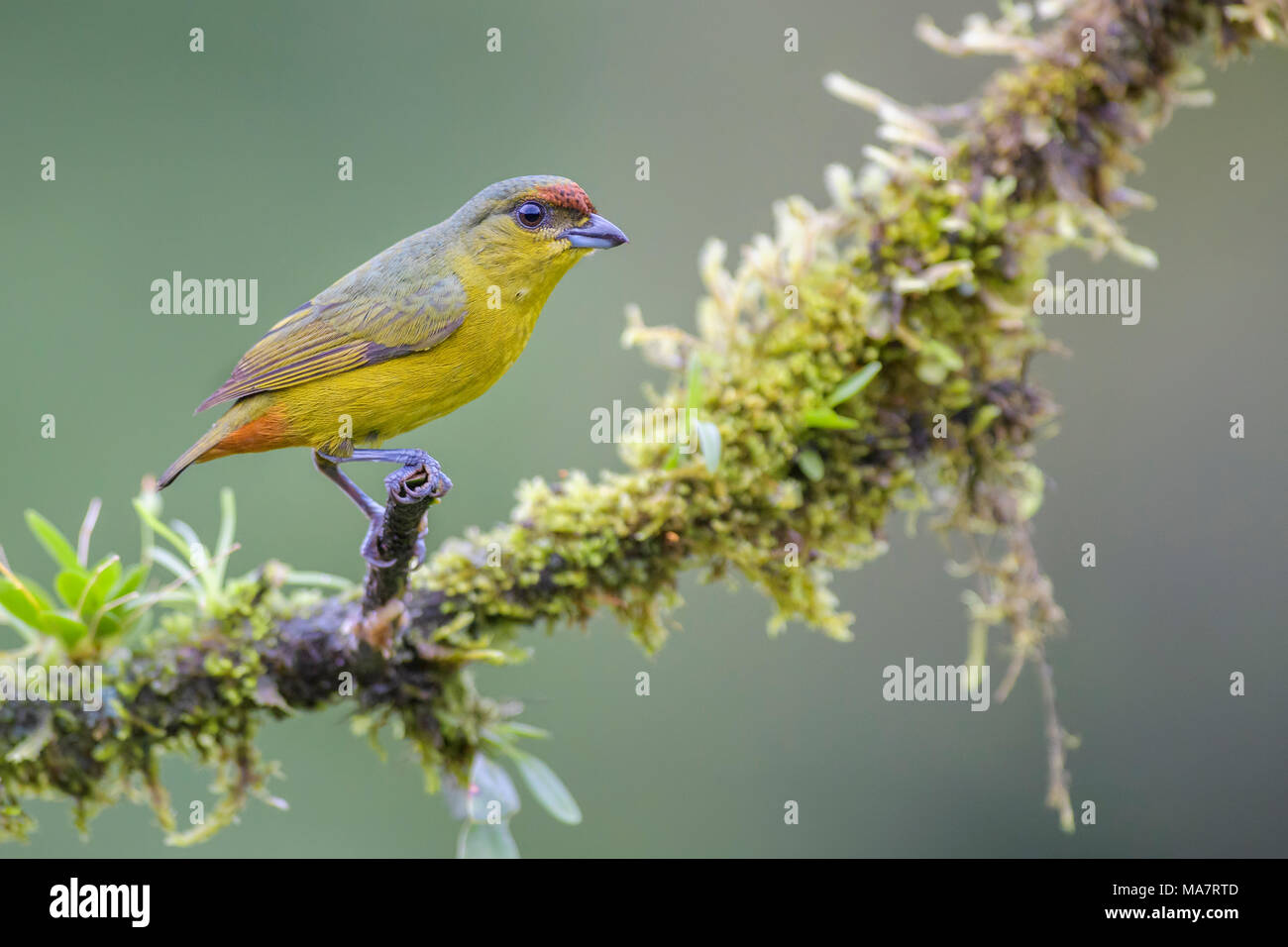 Olive-backed Euphonia - Euphonia gouldi, beautiful colorful perching bird from Costa Rica forest. Stock Photo