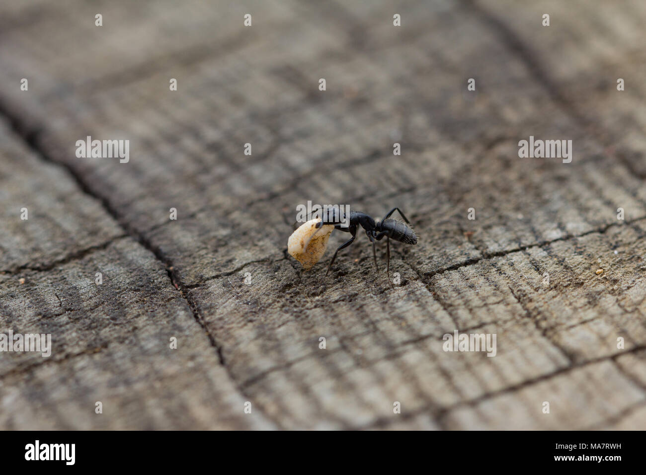 ant on wood background. image of a Stock Photo