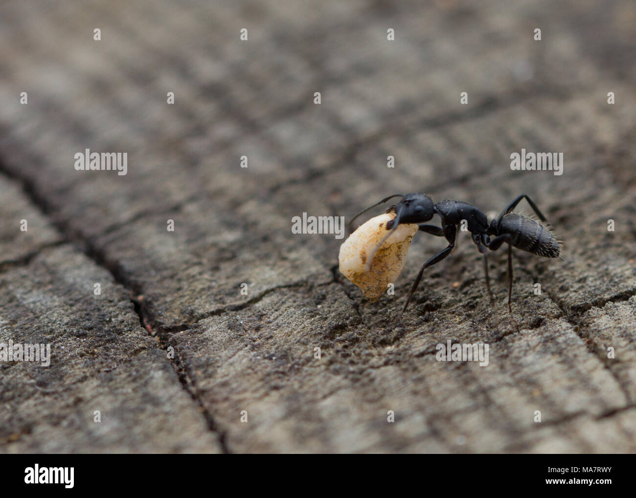 ant on wood background. image of a Stock Photo