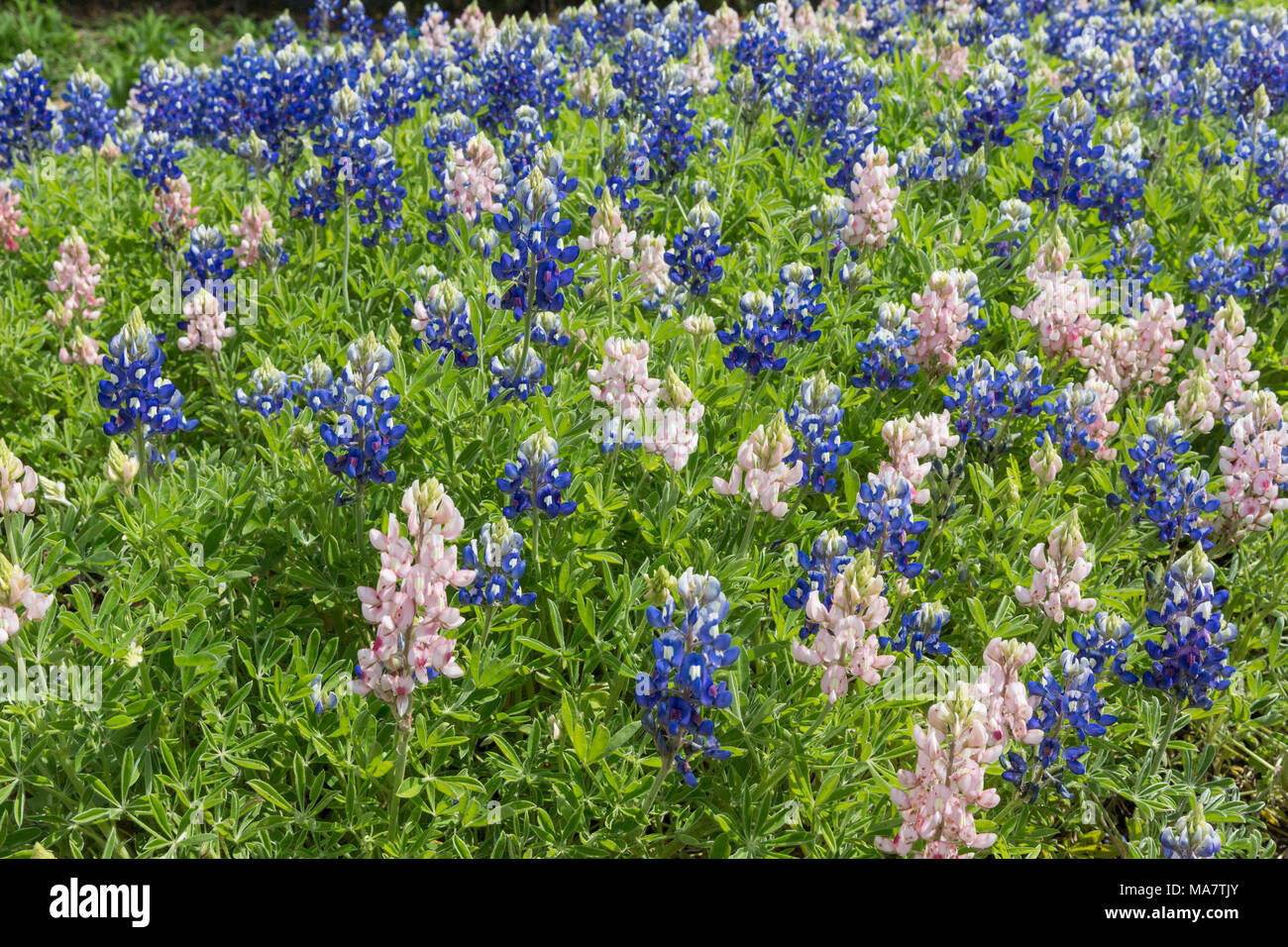 Blue and Pink (rare) Bluebonnets in field Stock Photo