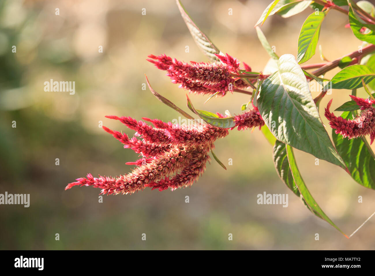 Red Celosia Flowers Stock Photo
