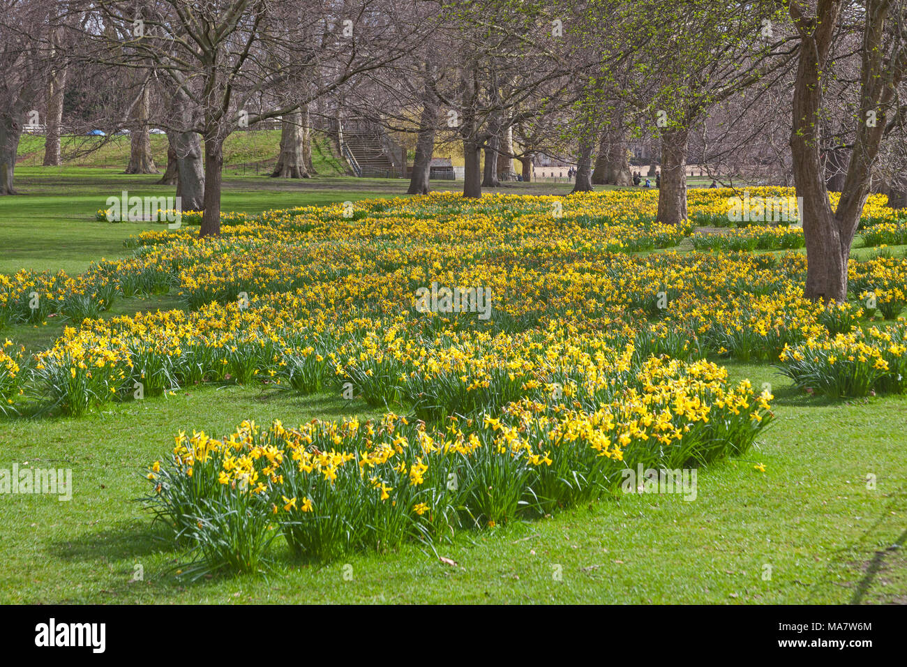 A display of daffodils in London's St James's Park in late March Stock
