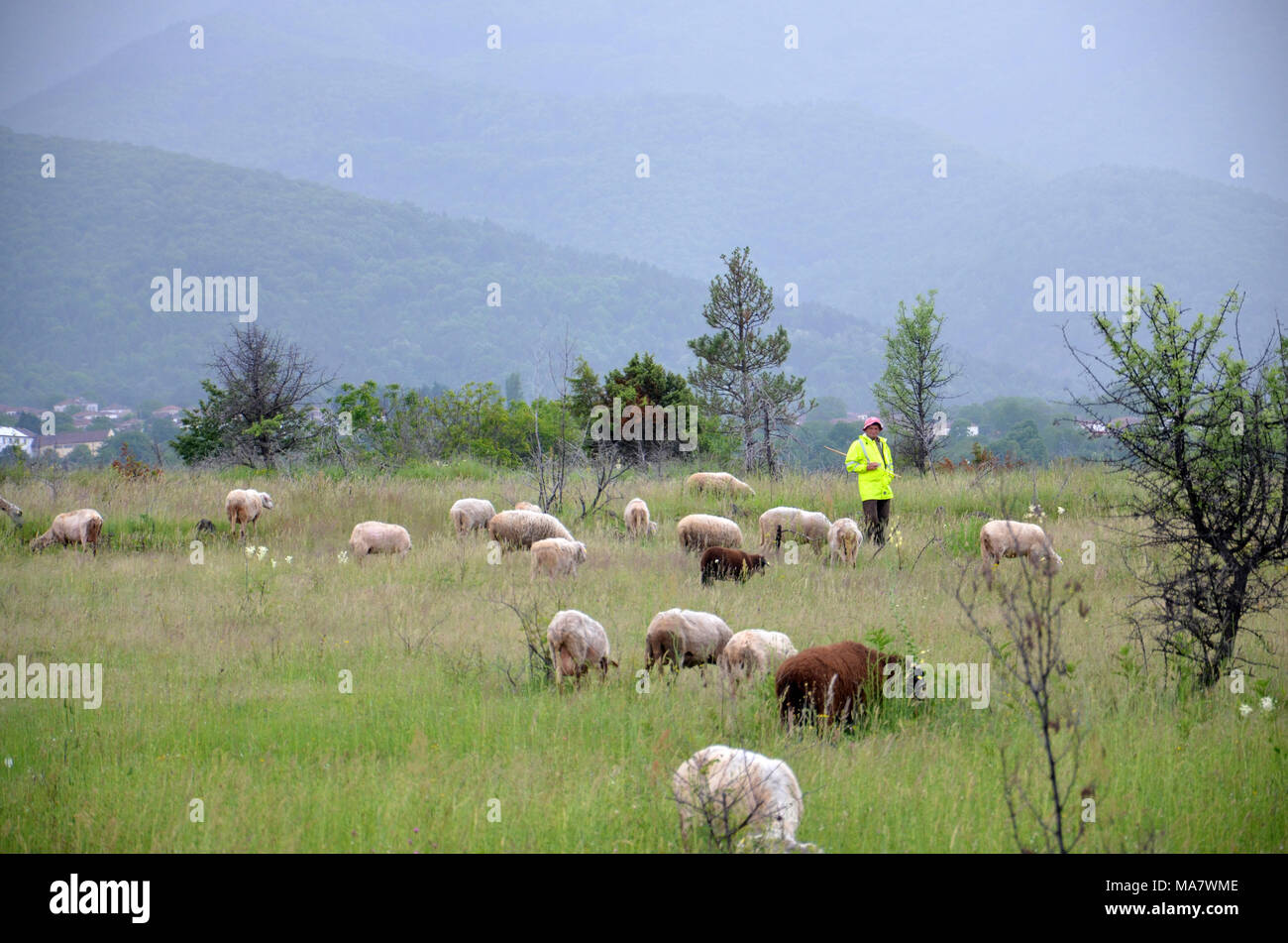 Herd of sheep on green pasture , image of a Stock Photo - Alamy