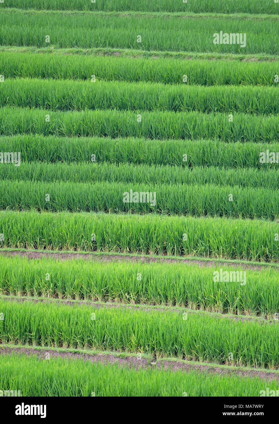 Indonesian rice field Stock Photo