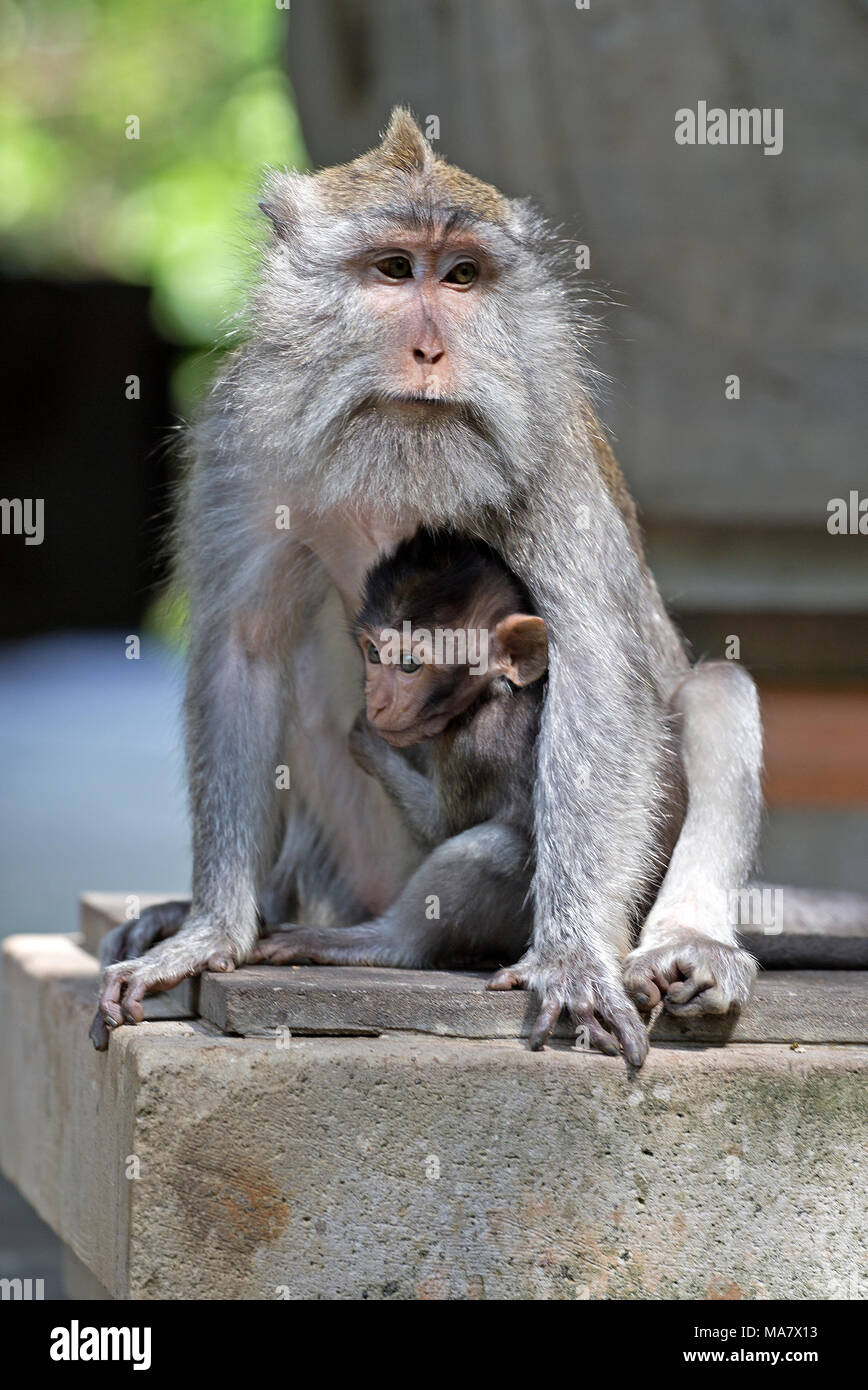 Mother and baby macaques in Ubud monkey forest, Bali Stock Photo