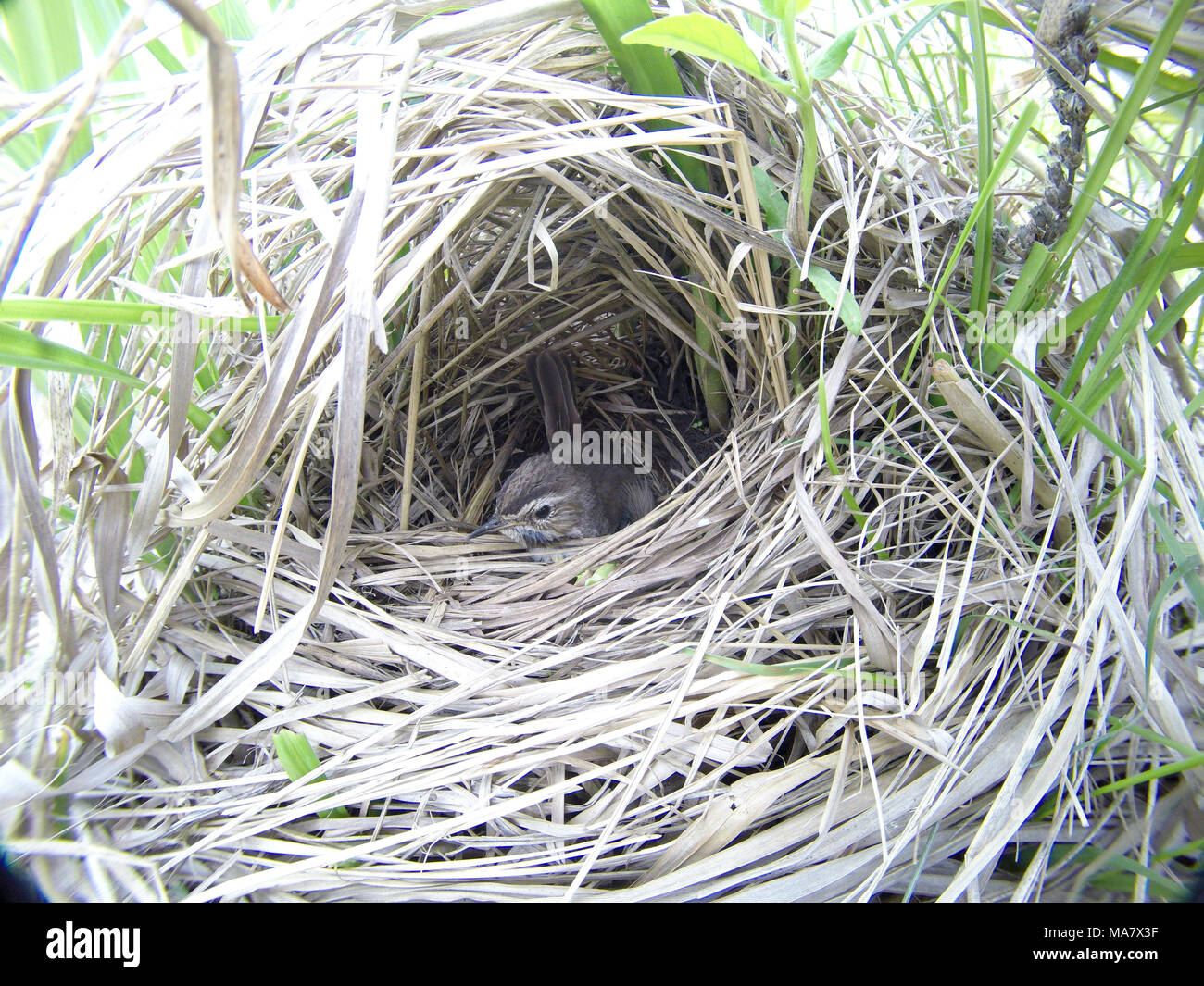 Luscinia svecica. The nest of the Bluethroat in nature. Russia. Russia, the Ryazan region (Ryazanskaya oblast), the Pronsky District. Stock Photo