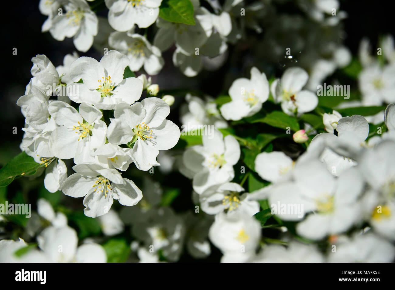 White flowers bloom on a crabapple tree during spring at Msgr. McGolrick Park in Brooklyn, New York City, May 2013. Stock Photo