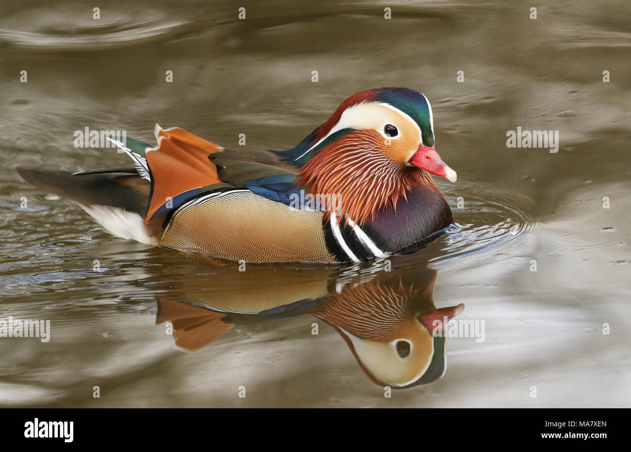 A stunning male Mandarin duck (Aix galericulata) swimming in a lake ...