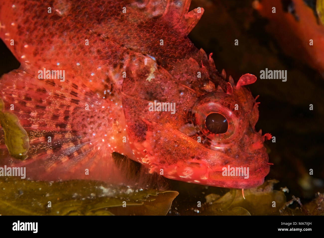 Madeira rockfish (Scorpaena maderensis) portrait in Mar de las Calmas