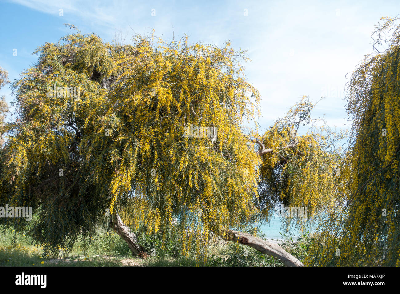 Yellow Mimosa trees in full bloom on the promenade, Pissouri beach, Cyprus Stock Photo