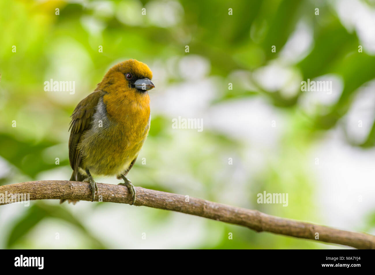 Prong-billed Barbet - Semnornis frantzii, special yellow barbet with pronged beak from Costa Rica hills. Stock Photo